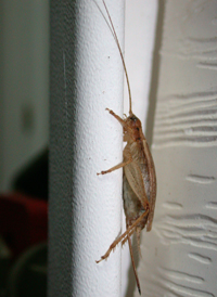 Jumping Bush-cricket